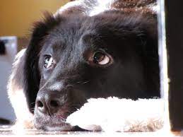 Pin On Dogs