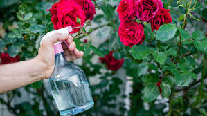 Check spelling or type a new query. 10 Common Rose Problems And How To Fix Them