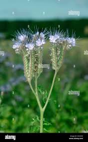 Image result for Hydrophyllaceae