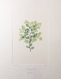 Image result for Lepistemon