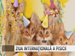 In data de 8 august se sarbatoreste ziua internationala a pisicilor. 8 August Ziua InternaÈ›ionalÄƒ A Pisicii Stiri Litoral Tv