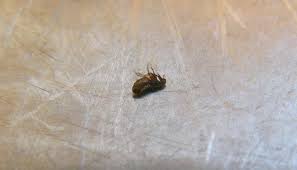 What Kills Fleas On Contact The 1 Flea Killer Revealed