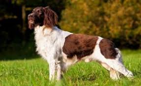 Image result for Velký münsterlandský ohař