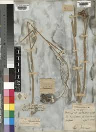 Image result for Fuirena obcordata