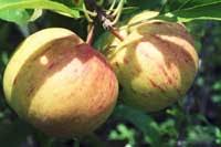 ('dolgo' x 'wealthy') university of mn, 1957. Centennial Apple Edible Landscaping