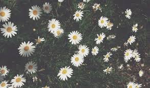 Collection Of Flower Wallpaper Tumblr On Hdwallpapers Flower Tumblr Wallpaper Laptop 1024x600 Wallpaper Teahub Io See more ideas about cartoon wallpaper, cute wallpapers, desktop wallpapers tumblr. flower tumblr wallpaper laptop