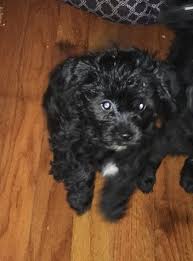 Maltipoo puppies is one of the most fascinating dogs and many people would love to have one. Maltipoo Puppies For Sale Orange Park Fl 300323