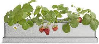 Strawberries are incredibly easy to grow. Strawberry Windowsill Grow Box Grow Boxes Windowsill Garden Window Sill
