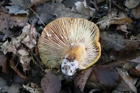 Image result for Lactarius mutabilis