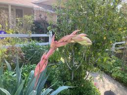 Image result for Beschorneria yuccoides