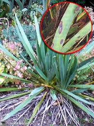 Une Maladie Des Yuccas Le Phoma Du Yucca Le Jardinoscope Cote Pratique Les Bons Gestes A Faire Au Jardin En 2020 Yucca Fleurs Comestibles Jardins