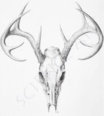 The illustration is available for download in high resolution quality up to 5000x5000 and in eps file format. Deer Skull Brands Of The World Download Vector Logos And Logotypes Deer Skull Drawing Deer Skull Tattoos Skull Illustration