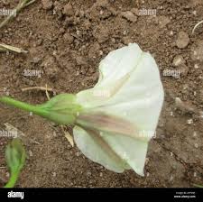 Image result for Merremia pterygocaulos