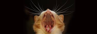 Evaluation of calciotropic hormones in cats with odontoclastic resorptive lesions. Dental Disease In Cats International Cat Care