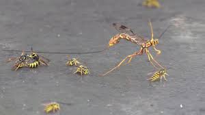 The pigeon horntail wasp may be a large and. Giant Ichneumon Wasp Drinking Honeydew Fighting Yellowjackets Youtube