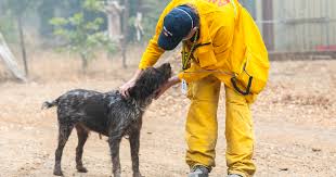 A po box 40177, san francisco, ca 94140 rescue helping to find loving homes for dogs. Ifaw Deploys To California To Rescue Animals During The Wildfires Ifaw