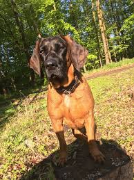 Image result for hannoverský barvář