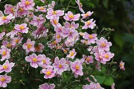 Image result for Anemone transvaalensis