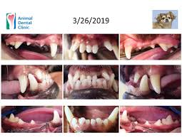 Best pet dentist near me. Veterinary Dentist In Vienna Va Animal Dental Clinic