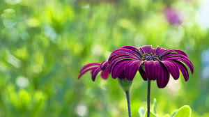 Free Summer Desktop Wallpaper Background Purple Flowers Purple Flowers Wallpaper Beautiful Flowers Wallpapers Flower Wallpaper