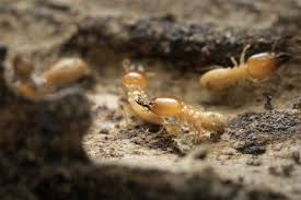 How many times have you gone down into the basement, into the back yard, or into your garage and found a hopping creature that looks like a spider and has the legs of a cricket? 15 Common Pests That Are Destroying Your Home