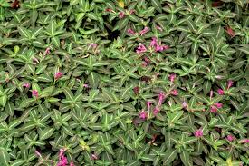 Image result for Ruellia makoyana