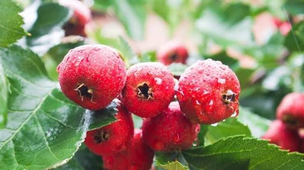 Quả táo gai là gì? 10 tác dụng của quả táo gai đối với sức khỏe