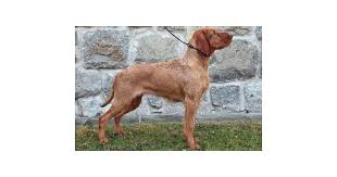 Image result for maďarský ohař drátosrstý