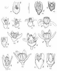 Image result for Sorindeia winkleri