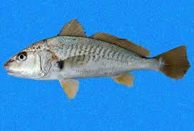 Image result for Microcharis