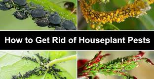 Infested plants may exhibit slow growth, wilting, and even death. How To Get Rid Of Bugs In Houseplants Kill Bugs On Indoor Plants
