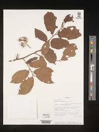 Image result for Grewia avellana