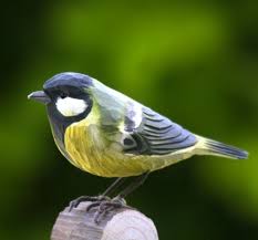 Image result for Kohlmeise vogelhouse