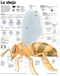 Antonio Farach La Abeja On Behance Infographic Infographic Design Information Graphics