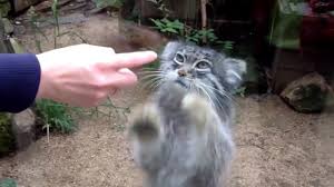 Высота тела составляет 30—35 см, масса — 2,5—4,5 кг. Odin Manul Coub The Biggest Video Meme Platform