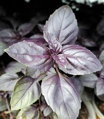 Image result for Ocimum basilicum