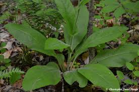Image result for Cynoglossum inyangense