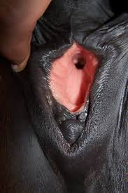 Horse pussy spread open