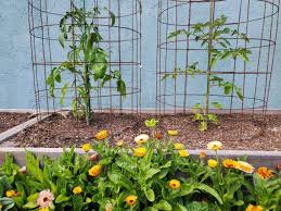 Bamboo tomato trellis from elmueble. 11 Diy Plant Cages And Supports