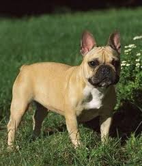 This is because people don't simply respond to dog fur. French Bulldog Breed Info Characteristics Hypoallergenic No French Bulldog Breed Family Dogs Breeds Best Family Dog Breeds