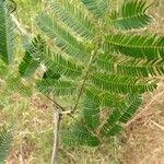 Image result for Acacia ataxacantha