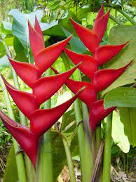 Pin On Heliconia