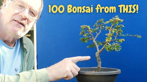 Chinese Elm Forest field grown bonsai trees Part 1