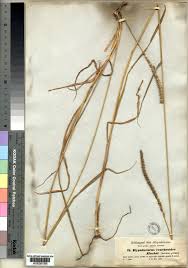 Image result for Anthephora pubescens