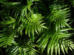 Image result for Asplenium goetzei