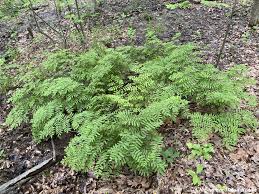 Image result for Osmunda