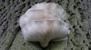 Oyster Mushroom Edibility Identification Distribution