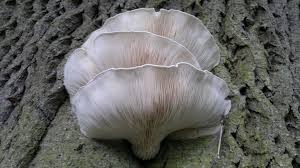 oyster mushroom edibility identification distribution