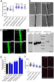 However, some researchers have noted that no scientific evidence has proven that ginger helps treat baldness. Class Iii Peroxidases Prx01 Prx44 And Prx73 Potentially Target Extensins During Root Hair Growth In Arabidopsis Thaliana Biorxiv