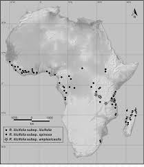 Image result for Rinorea ilicifolia